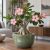 Adenium obesum  Desert Rose - 5pcs seeds/packet - goldenpalm.hu