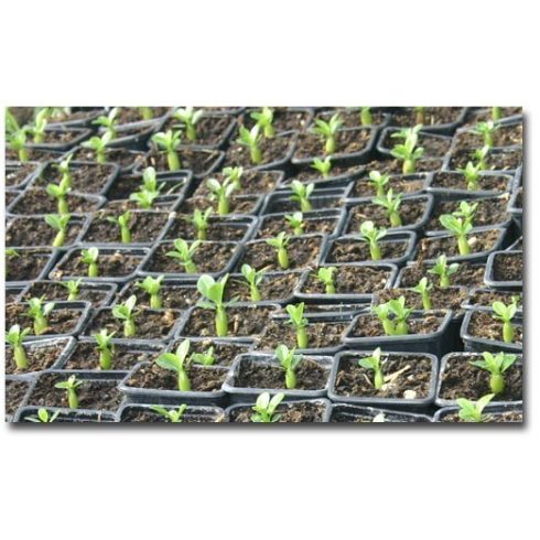 Adenium obesum  Desert Rose - 5pcs seeds/packet - goldenpalm.hu