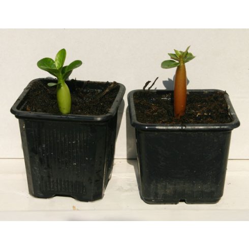 Fiatal Adenium obesum palánták, különböző színű caudexszel