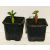 Adenium obesum  Desert Rose - 5pcs seeds/packet - goldenpalm.hu