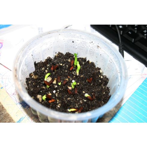 Adenium obesum  Desert Rose - 5pcs seeds/packet - goldenpalm.hu