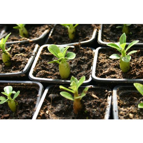 Adenium obesum  Desert Rose - 5pcs seeds/packet - goldenpalm.hu