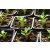 Adenium obesum  Desert Rose - 5pcs seeds/packet - goldenpalm.hu