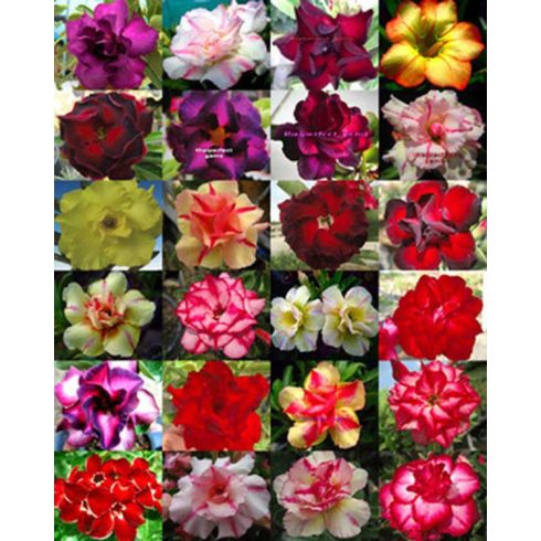 Adenium obesum  Desert Rose - 5pcs seeds/packet - goldenpalm.hu