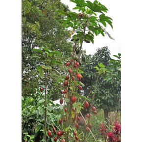 Carica monoica (Red) - Vörös Papaya - 5db mag/csomag