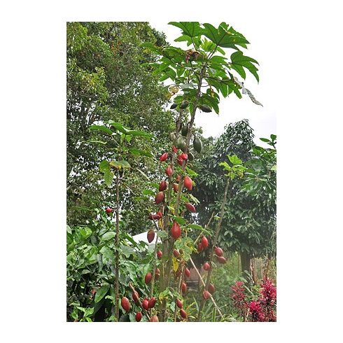 Carica monoica (Red) - Vörös Papaya - 5db mag/csomag