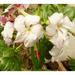   Pachypodium saundersii  Kudu Lily, Lundi Star - 5pcs seeds/packet - goldenpalm.hu