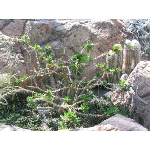 Pachypodium saundersii - Kudu liliom - 5db mag/csomag