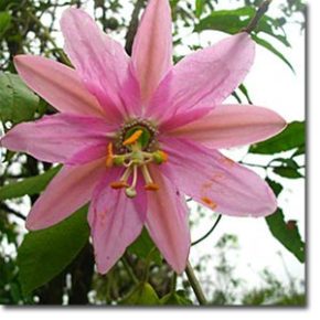   Passiflora mollissima - Molyhos golgotavirág - 5db mag/csomag
