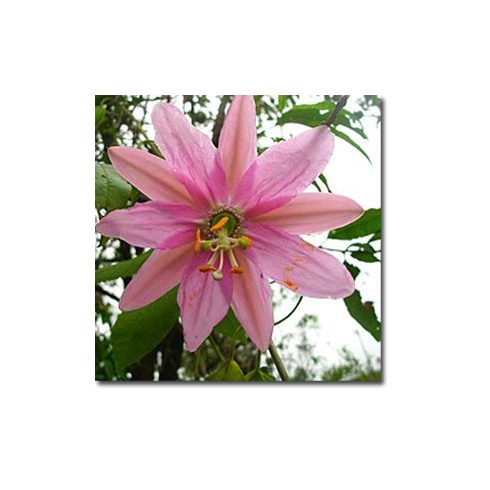 Passiflora mollissima - Molyhos golgotavirág - 5db mag/csomag