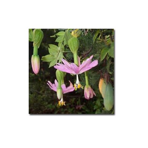 Passiflora mollissima - Molyhos golgotavirág - 5db mag/csomag