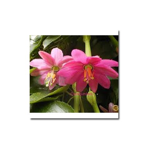 Passiflora mollissima - Molyhos golgotavirág - 5db mag/csomag