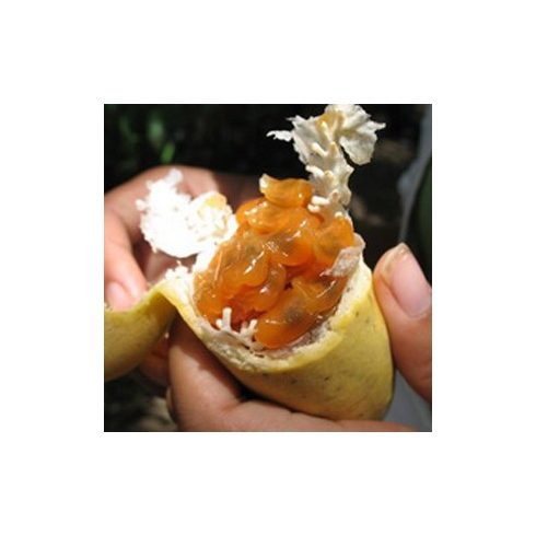 Passiflora mollissima - Molyhos golgotavirág - 5db mag/csomag