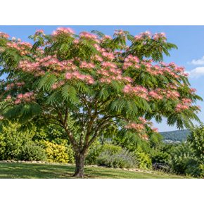 Albizia julibrissin perzsa selyemakác kifejlett, virágzó fa rózsaszín virágokkal