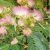 Albizia julibrissin - Perzsa selyemakác - 5db mag/csomag