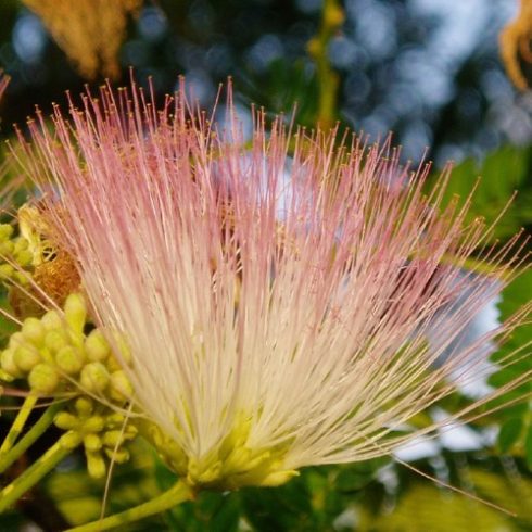 Albizia julibrissin - Perzsa selyemakác - 5db mag/csomag