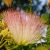 Albizia julibrissin - Perzsa selyemakác - 5db mag/csomag