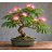 Albizia julibrissin selyemakác bonsai virágzó koronával és csavart törzzsel