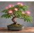 Albizia julibrissin selyemakác bonsai virágzó koronával és csavart törzzsel
