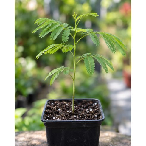Fiatal Albizia julibrissin perzsa selyemakác palánta cserépben
