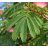 Albizia julibrissin finom páfrányszerű összetett zöld levelei