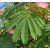 Albizia julibrissin finom páfrányszerű összetett zöld levelei