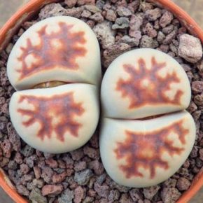   Lithops karasmontana 'Mickbergensis' - Mickberg kavicsvirág - 3db mag/csomag