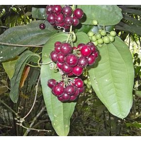 Smilax officinalis - Szárcsgyökér - 2db mag/csomag