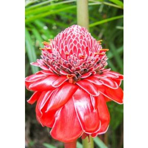   Etlingera elator - Vörös virágú fáklyagyömbér - 5db mag/csomag
