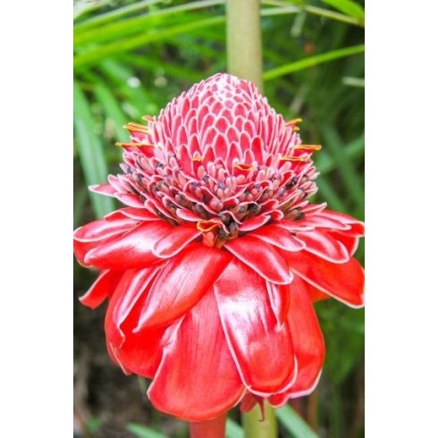 Etlingera elator - Vörös virágú fáklyagyömbér - 5db mag/csomag