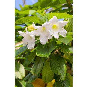 Beaumontia grandiflora - Hirnökkürt - 5db mag/csomag