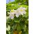 Beaumontia grandiflora - Hirnökkürt - 5db mag/csomag