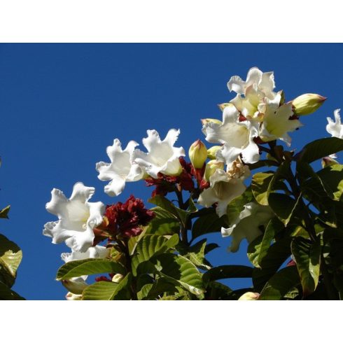 Beaumontia grandiflora - Hirnökkürt - 5db mag/csomag