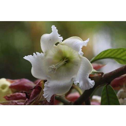 Beaumontia grandiflora - Hirnökkürt - 5db mag/csomag