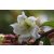 Beaumontia grandiflora - Hirnökkürt - 5db mag/csomag