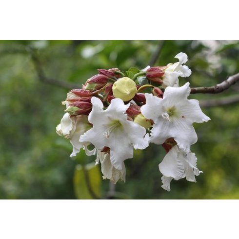 Beaumontia grandiflora - Hirnökkürt - 5db mag/csomag
