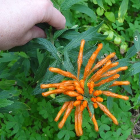 Leonotis leonurus - Oroszlánfarok - 5db mag/csomag