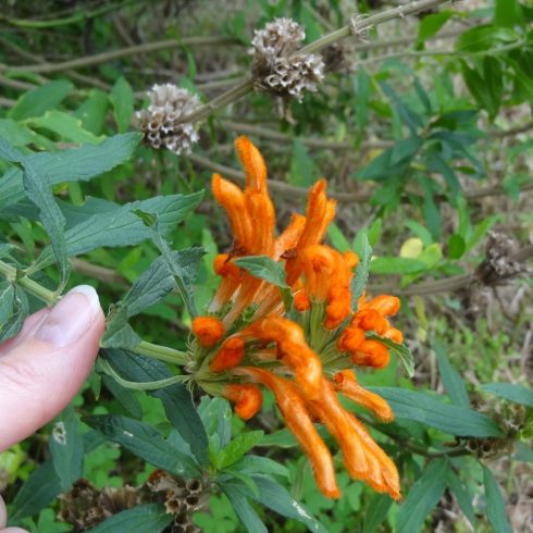 Leonotis leonurus - Oroszlánfarok - 5db mag/csomag