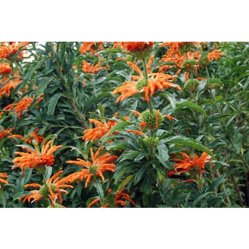 Leonotis leonurus - Oroszlánfarok - 5db mag/csomag
