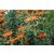 Leonotis leonurus - Oroszlánfarok - 5db mag/csomag