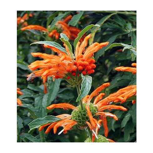 Leonotis leonurus - Oroszlánfarok - 5db mag/csomag