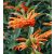 Leonotis leonurus - Oroszlánfarok - 5db mag/csomag