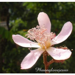 Bixa orellana - Orleánfa - 5db mag/csomag 