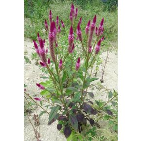 Celosia spicata - Kalászos celózia - 5db mag/csomag