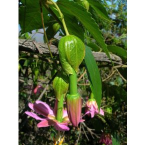 Passiflora tarminiana - Kuruba - 5db mag/csomag