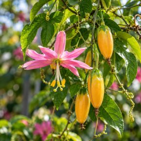 Passiflora tarminiana – Kuruba rózsaszín virágokkal és érett sárga termésekkel