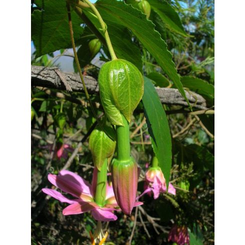 Passiflora tarminiana - Kuruba - 5db mag/csomag