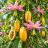 Passiflora tarminiana termése és virága – érett kuruba gyümölcs felvágott terméssel