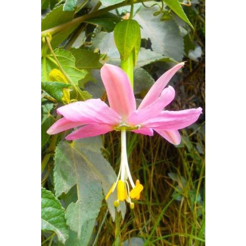 Passiflora tarminiana - Kuruba - 5db mag/csomag