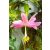 Passiflora tarminiana - Kuruba - 5db mag/csomag